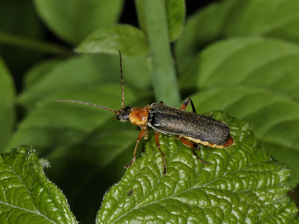 Cantharis nigricans?